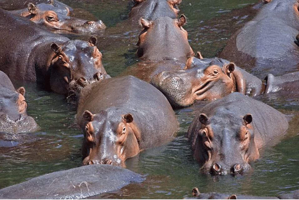 Read more about the article Wechiau Hippopotamus Sanctuary